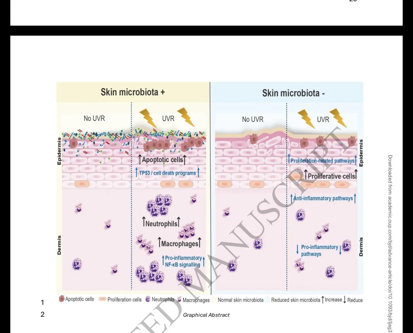 Graphical abstract showing skin microbiota response to UV radiation
